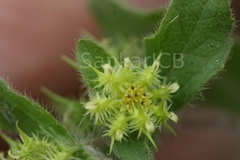 Acanthospermum hispidum